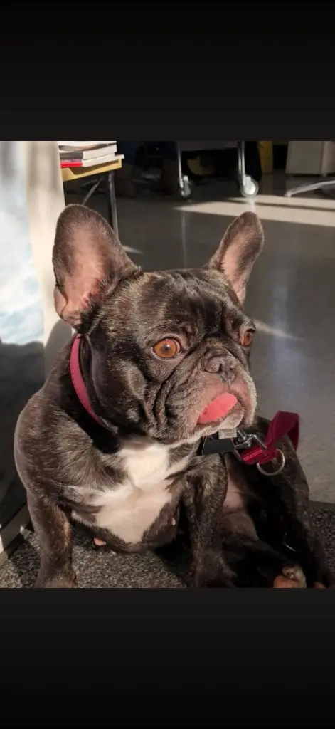 Bild von Bella