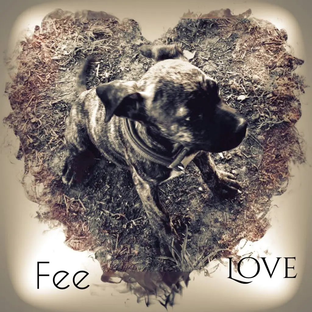 Image from Fee
