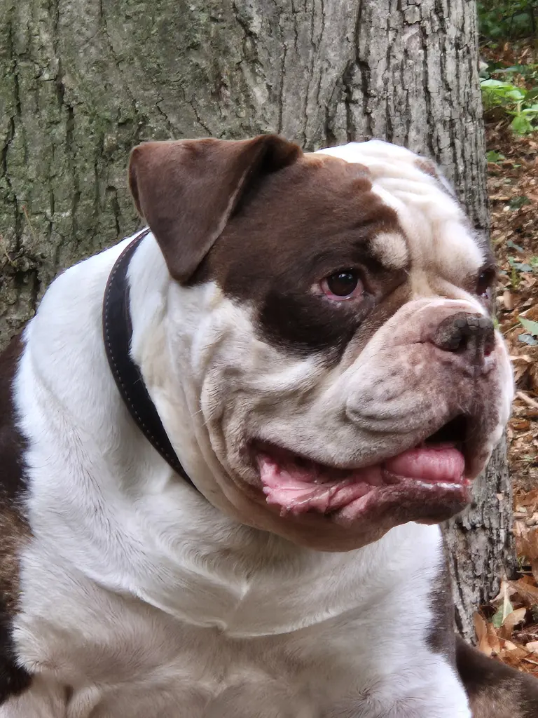 Bild von Odin