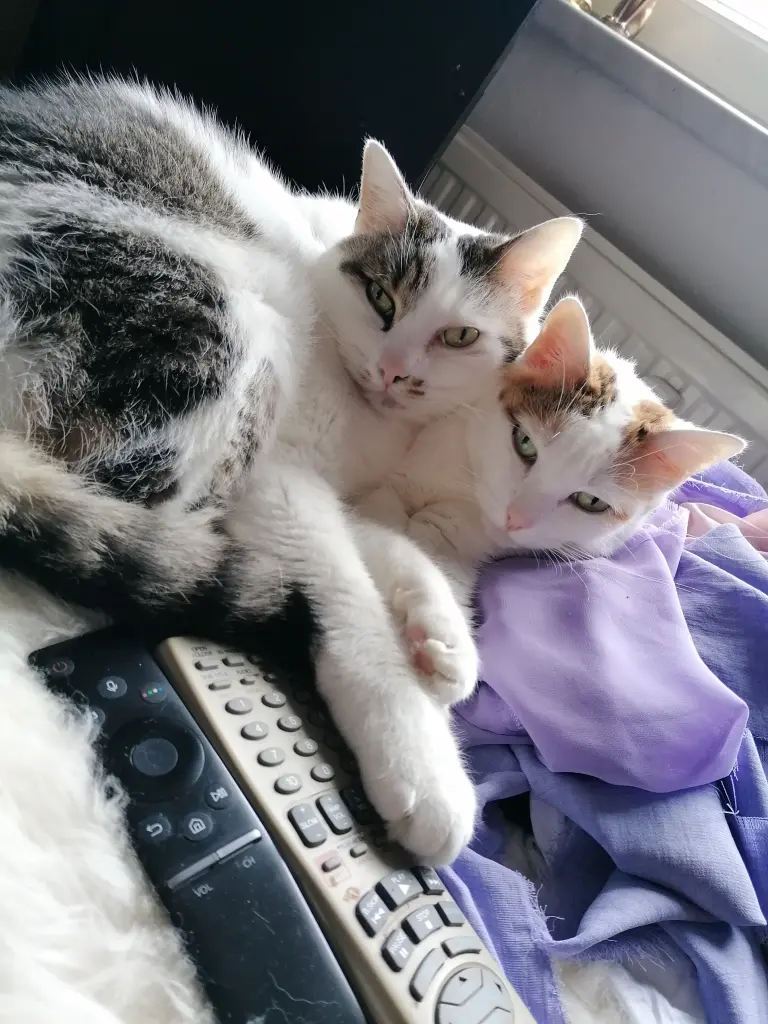 Mii-tan und Chi