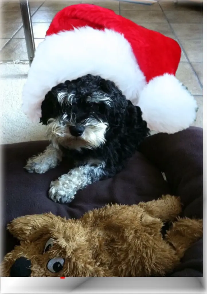Filou