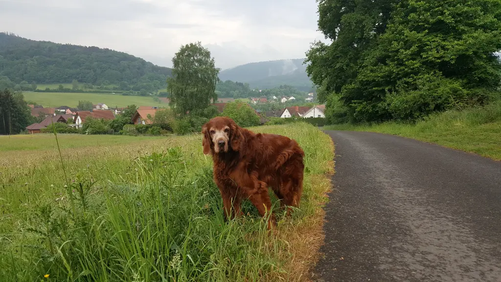 Image from Pumi