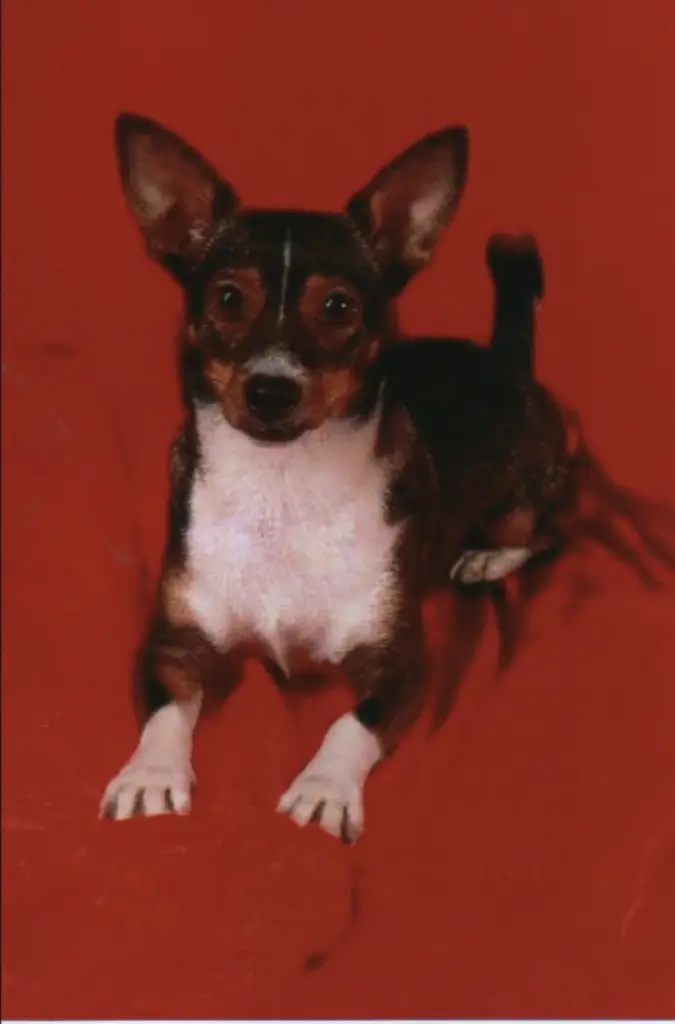 Bild von Toby
