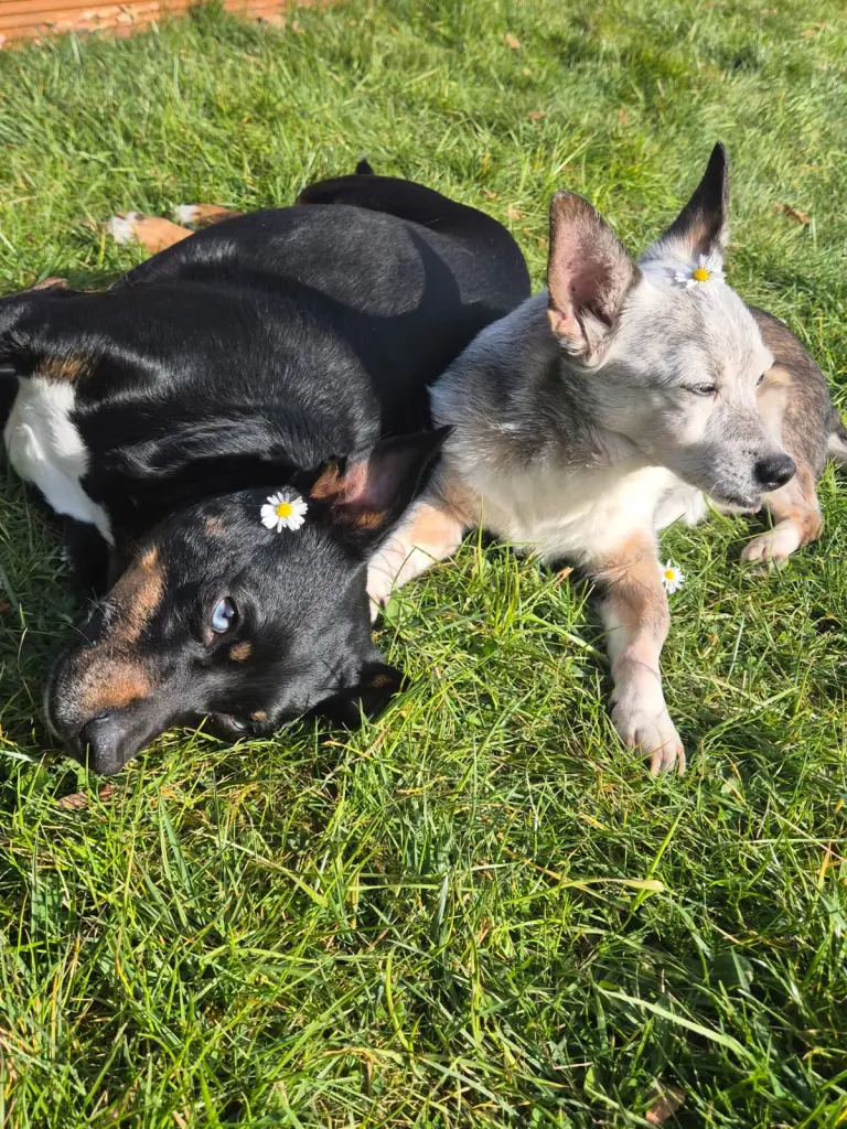 Bild von Toby