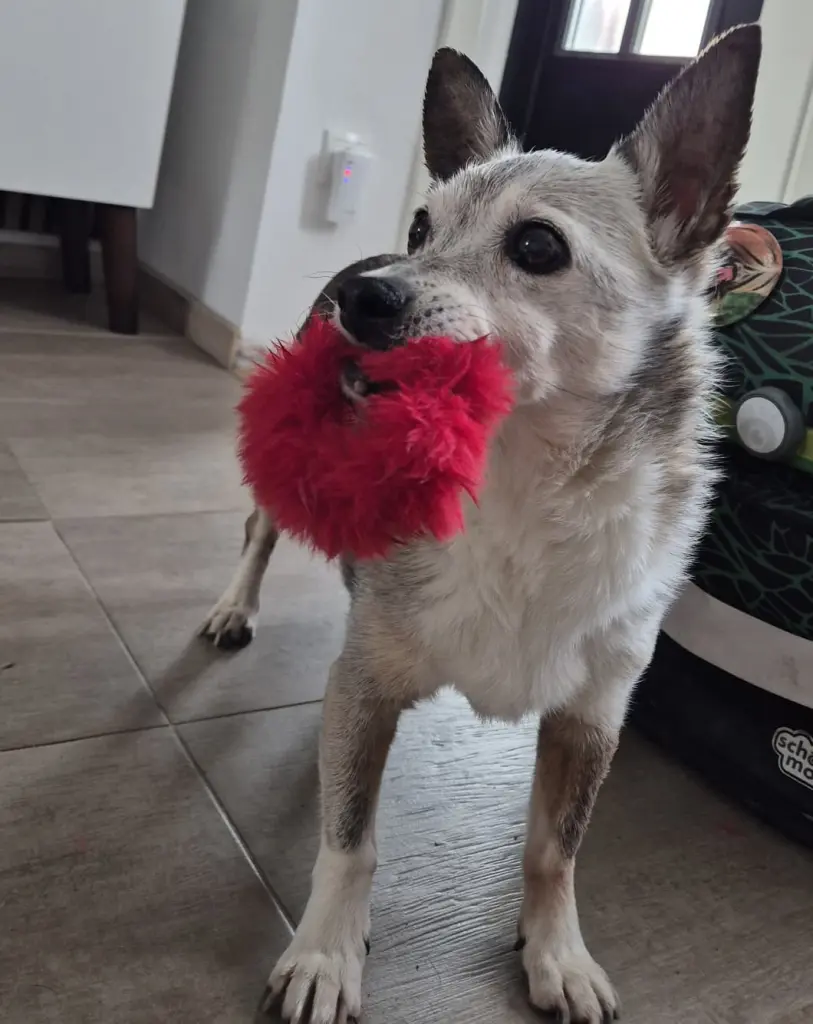 Bild von Toby
