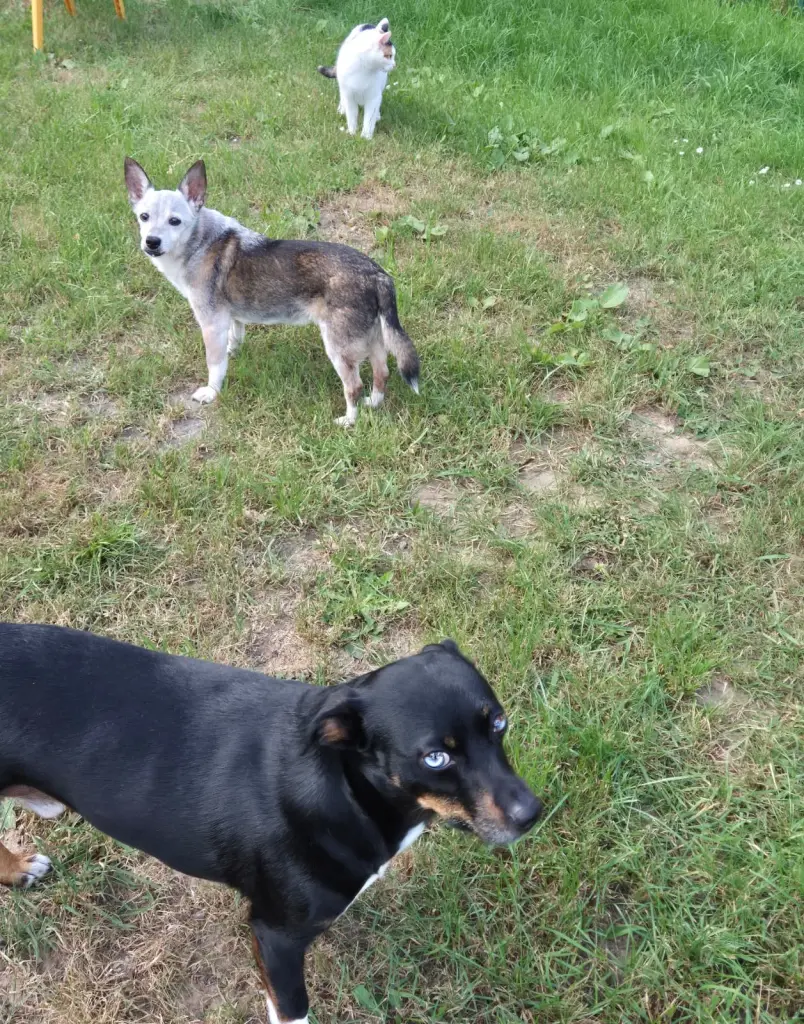 Bild von Toby