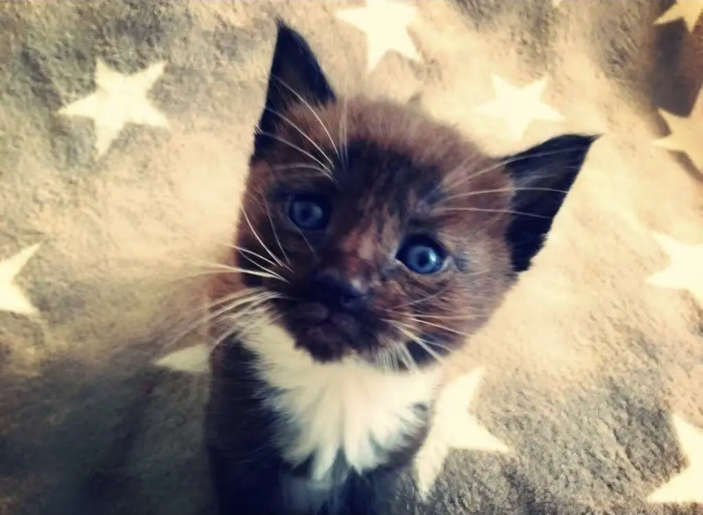 Babysalem