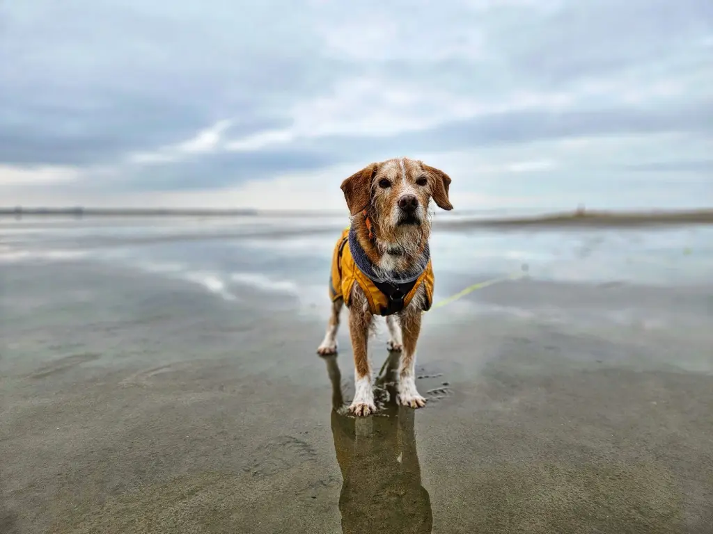 Als echter Portugiese hast du den Strand geliebt