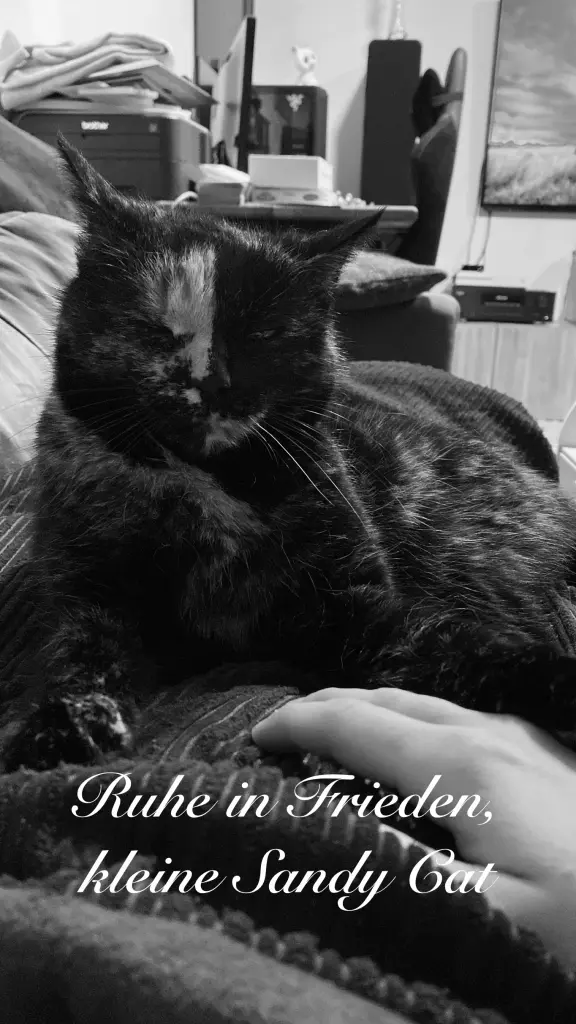 Bild von Sandy