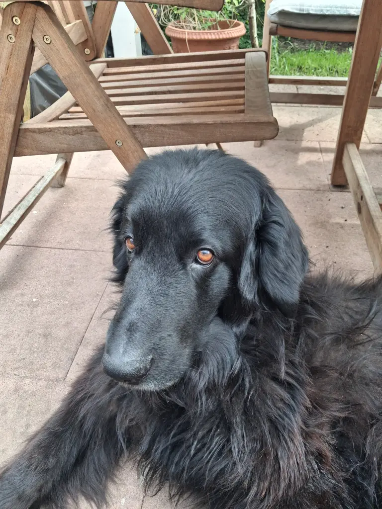 Bild von Buddy