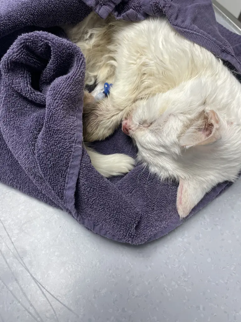 Condolence image of Molly