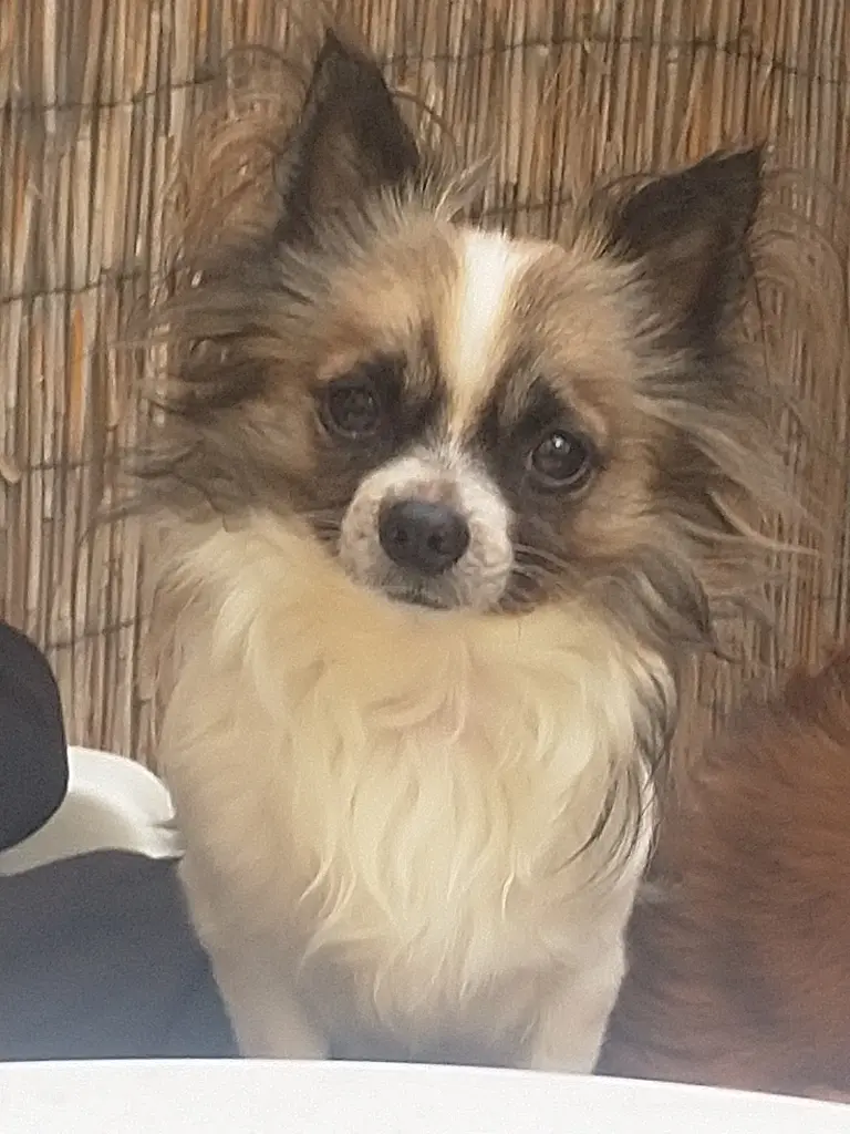 Image from Simba