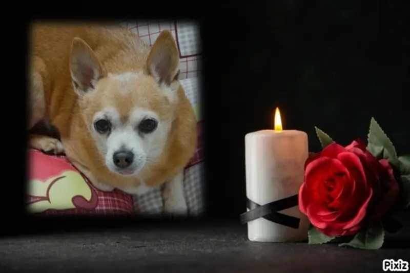 Condolence image of Gute Reise zu den Sternen✨️süßer kleiner ACE🐾🌈