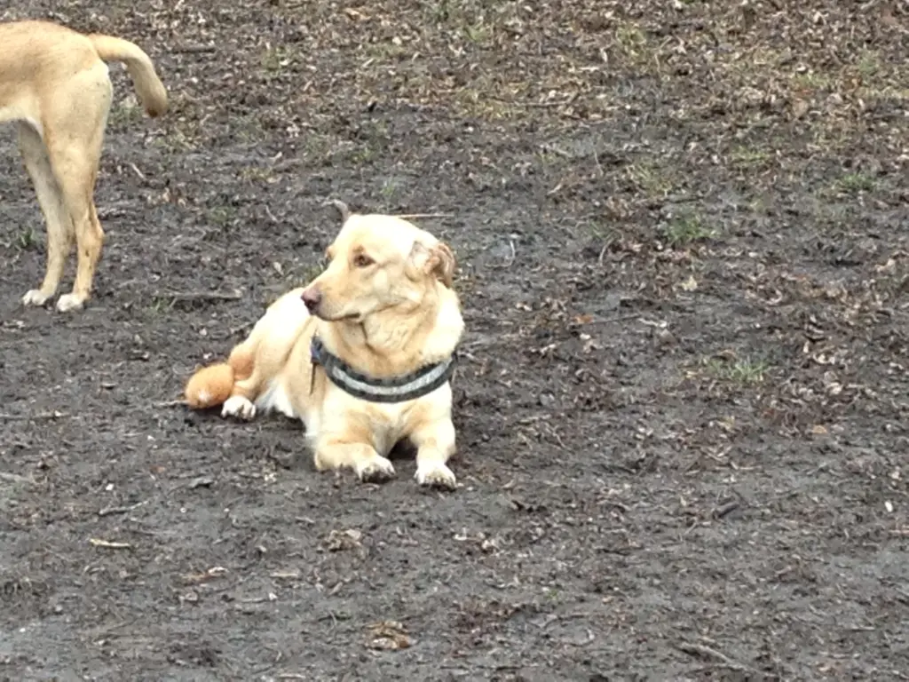 Bild von Nala