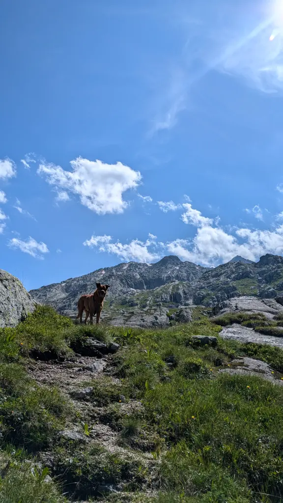 Bild von Boomer