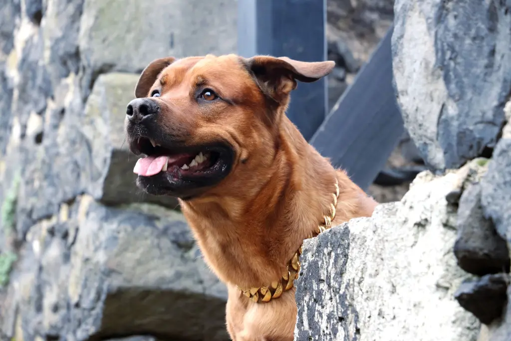 Bild von Boomer