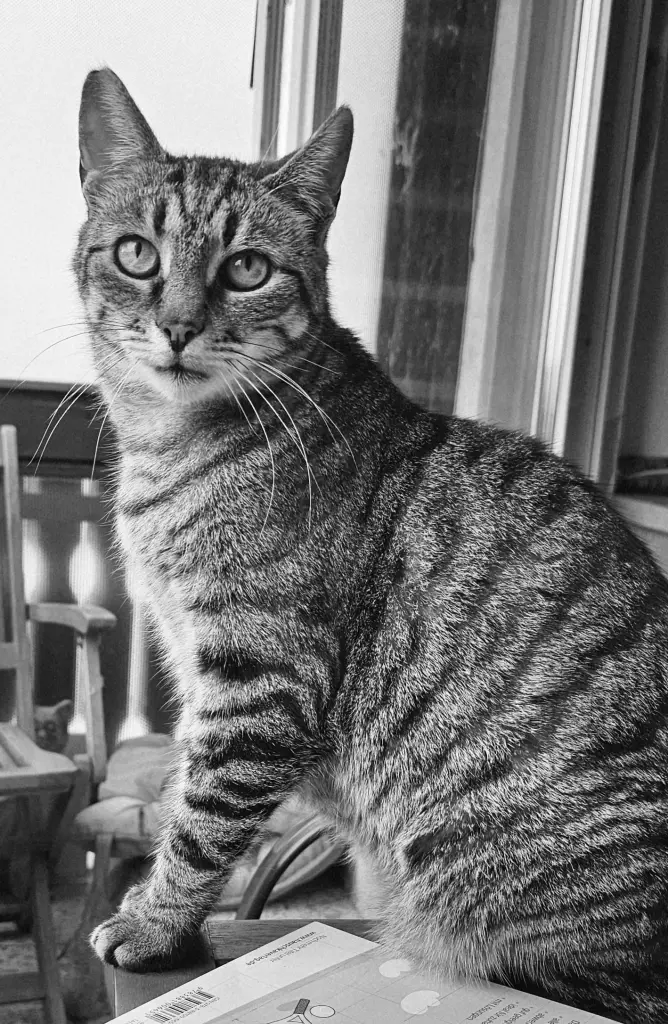 Bild von Timon