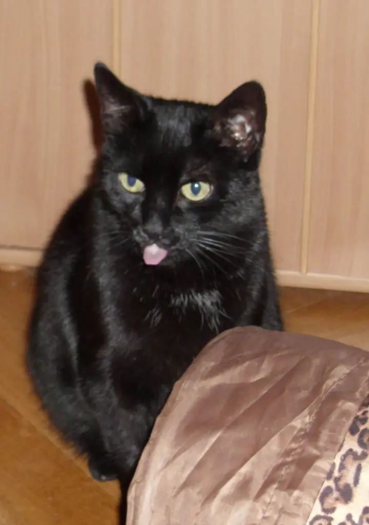 Image from Whinny