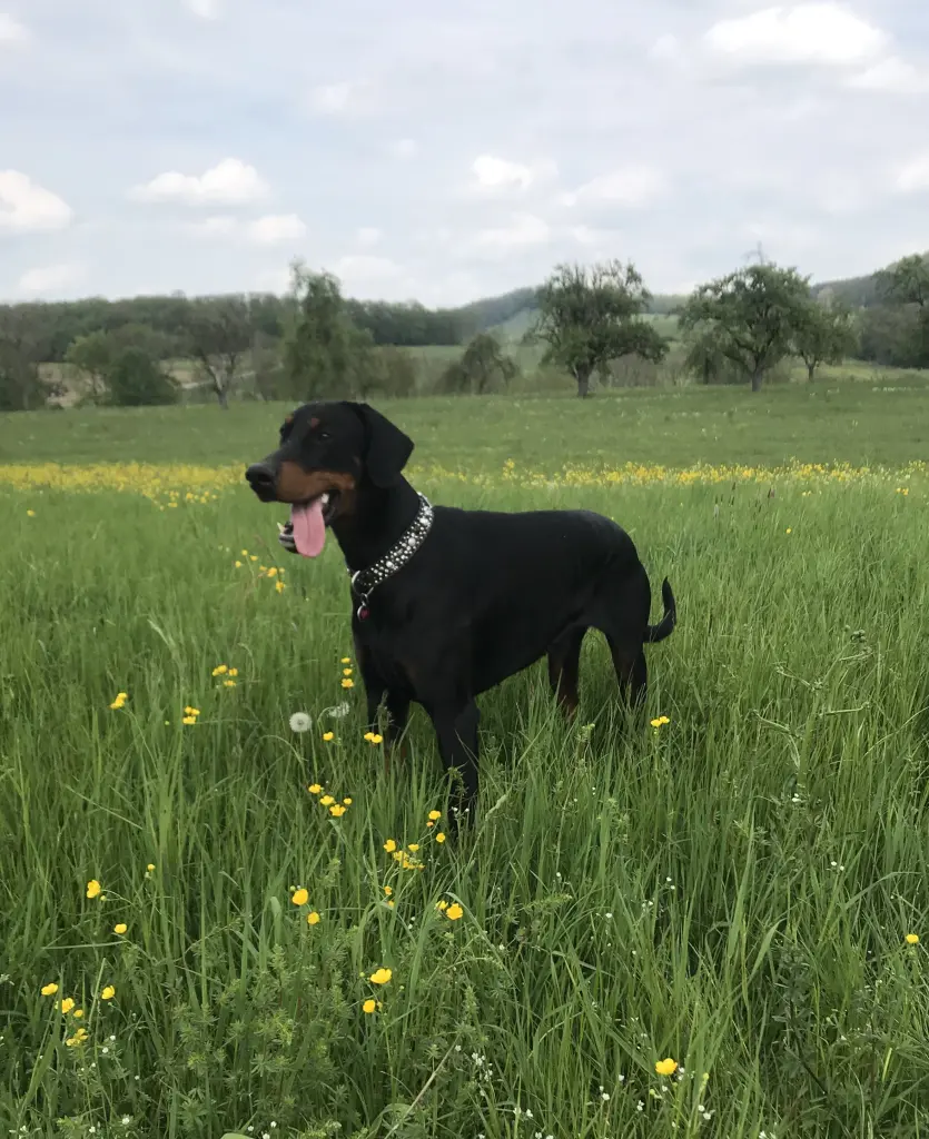 Andachtsbild von Bodo
