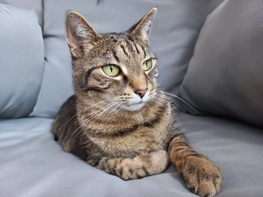 Bild von Lucky