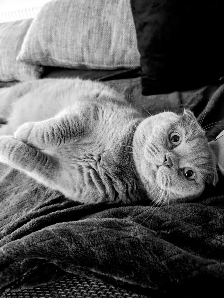 Image from Fluffy