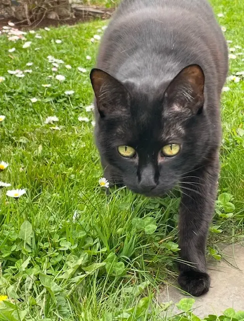 Image from Kitty