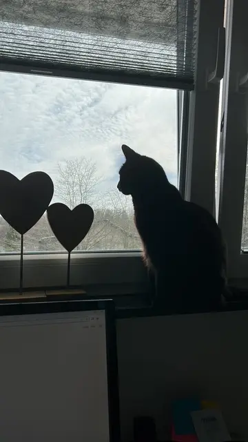 Image from Kitty