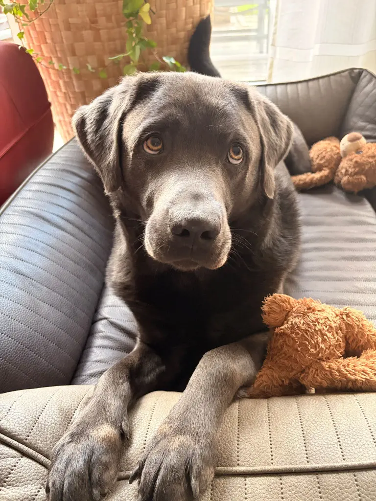 Bild von Milo