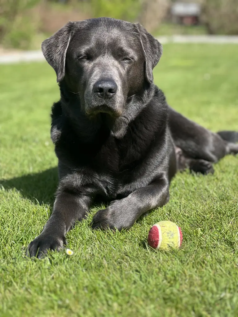 Bild von Milo