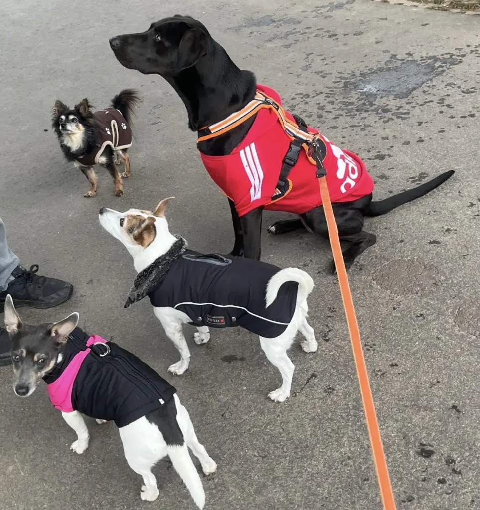 Condolence image of Luna , Stella und Emma🐾