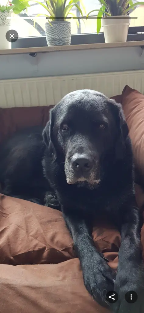 Bild von Henry
