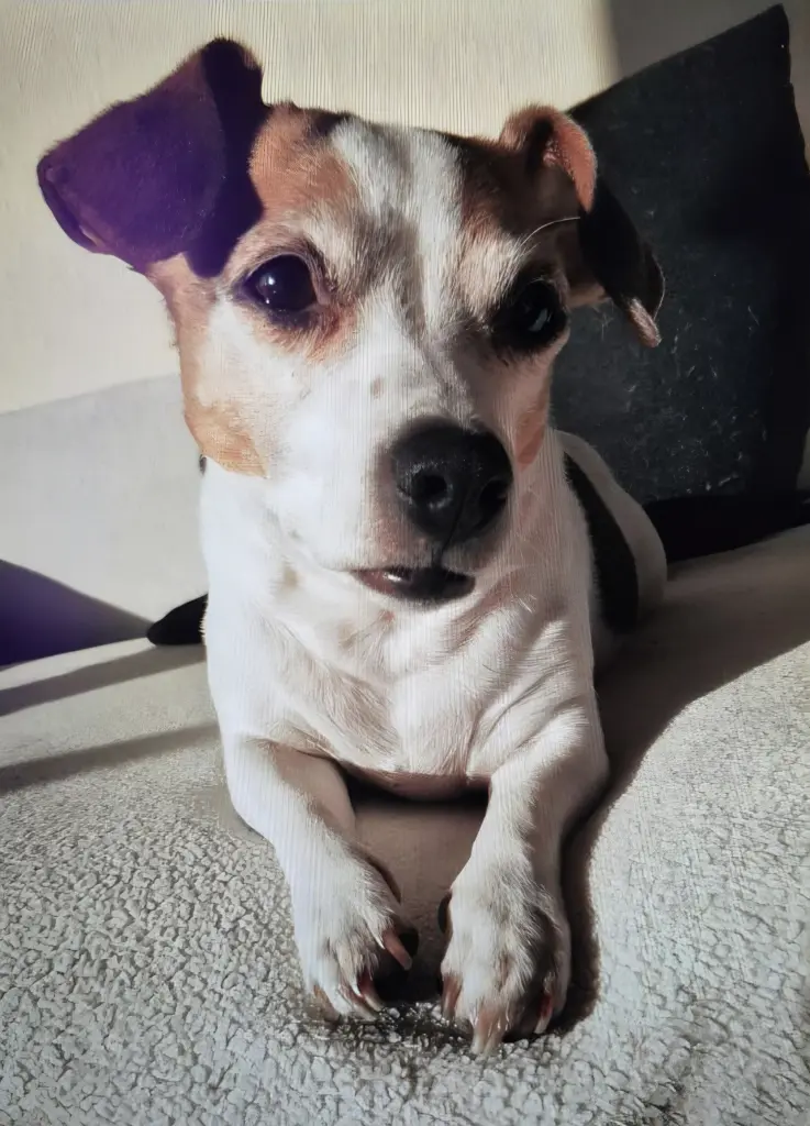 Bild von Josie