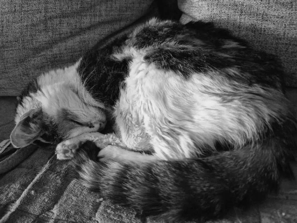 Arme kranke Maus,  Abschied fällt so schwer 💔🌈🕯🙏