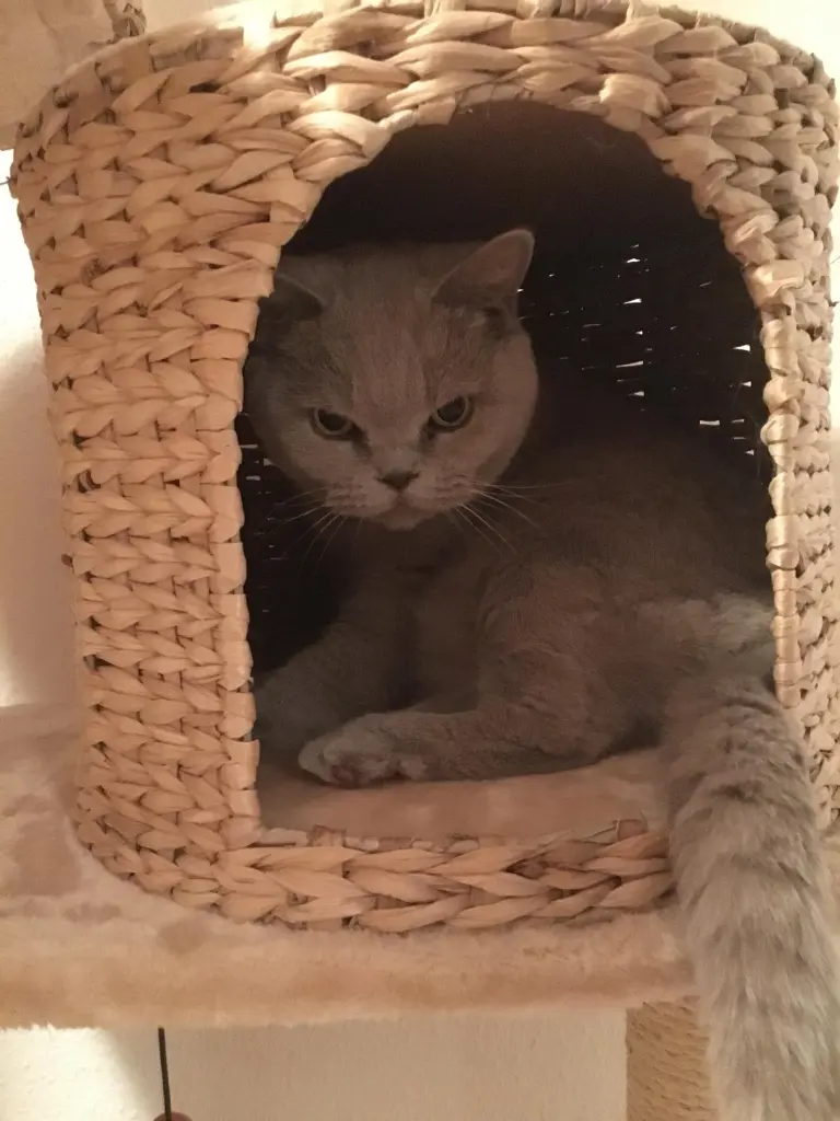 Image from Catty