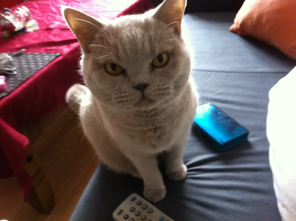 Image from Catty
