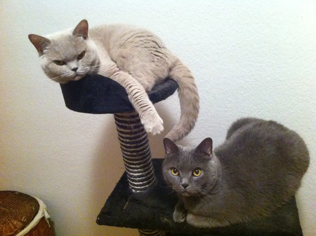 Image from Catty