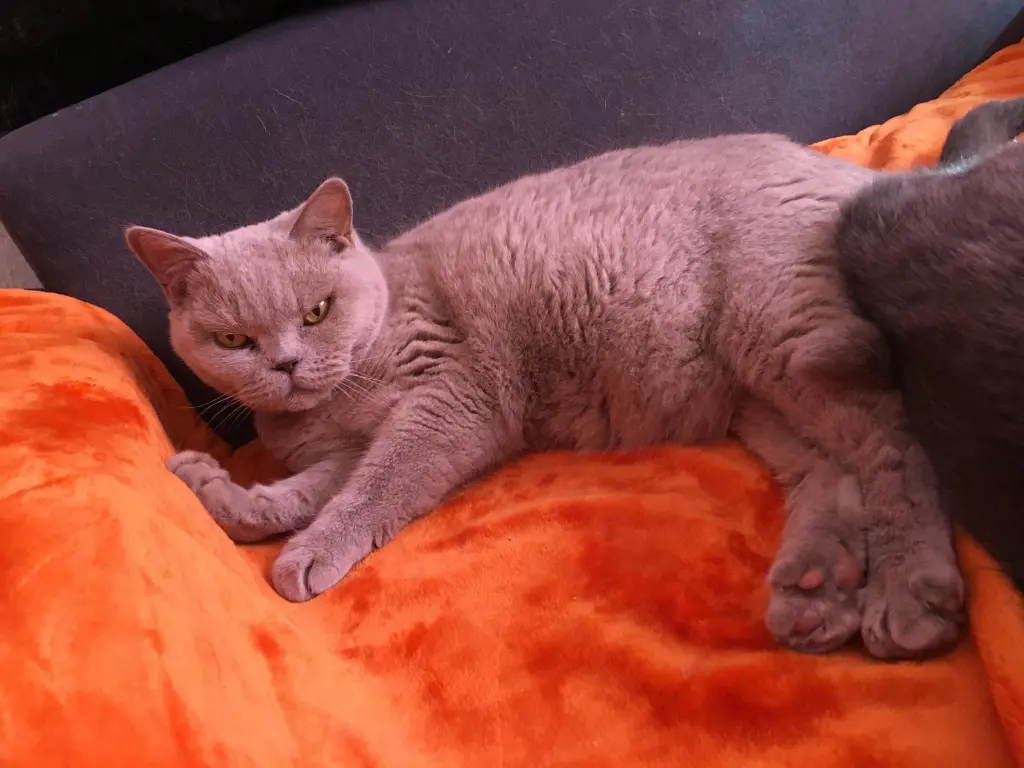Image from Catty