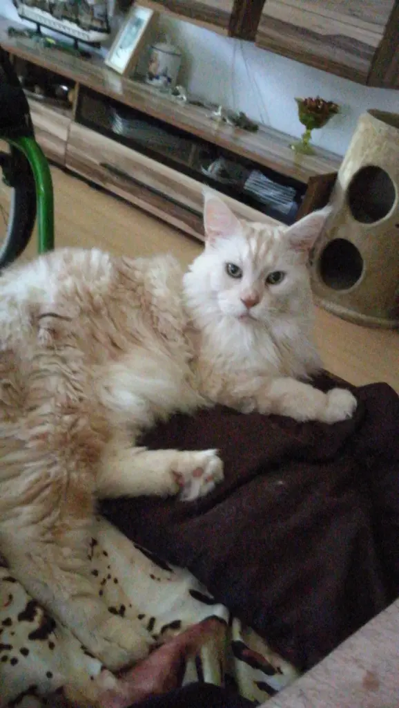 Image from Tessy 