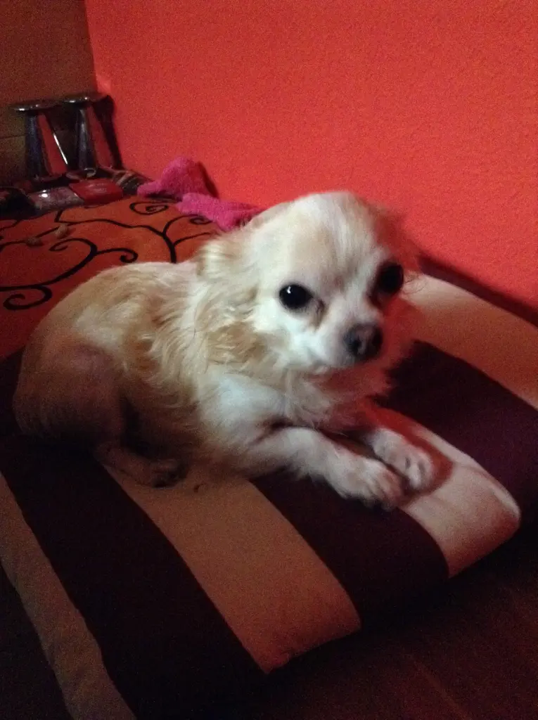 Image from Diego