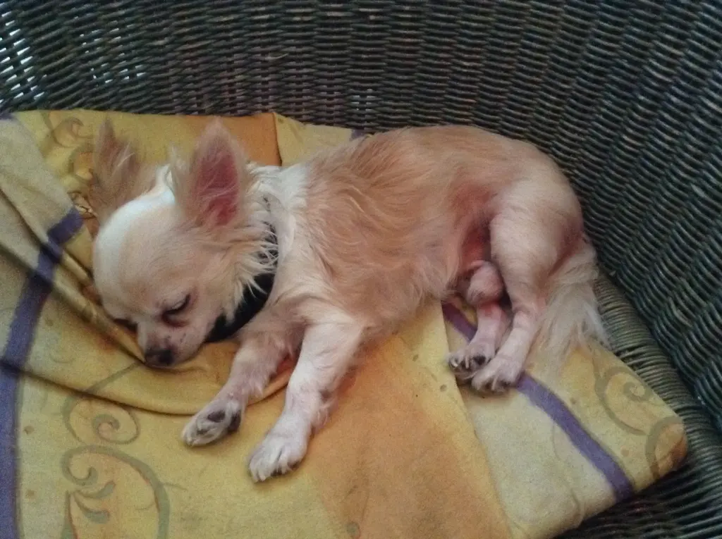 Image from Diego