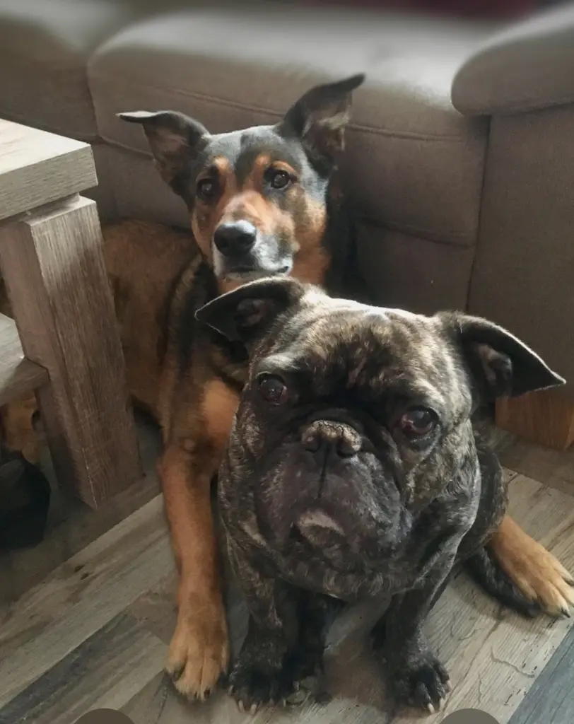 Best Buddy