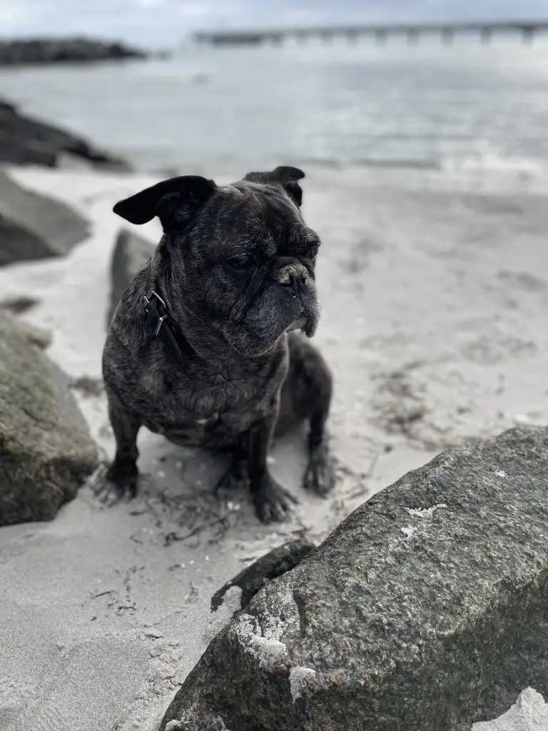 Unser Seehund