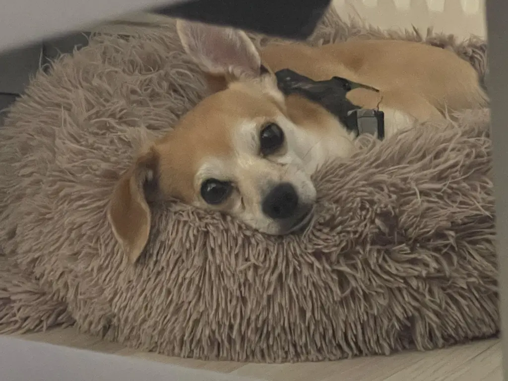 Bild von Balou