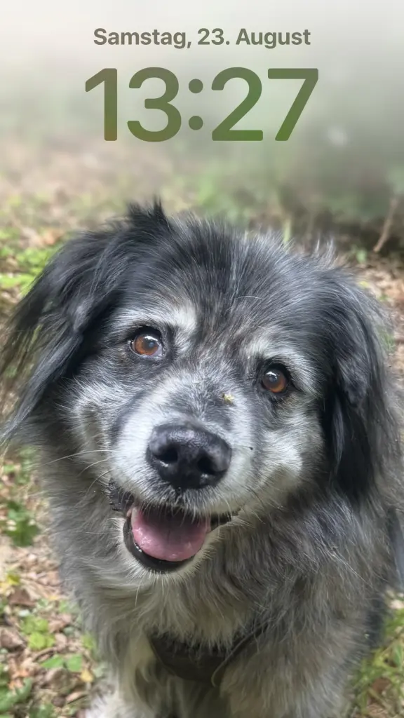 Bild von Balu