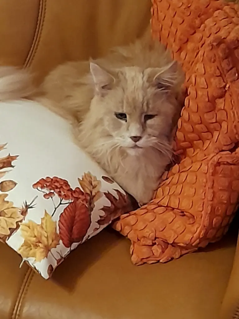 Bild von Leon