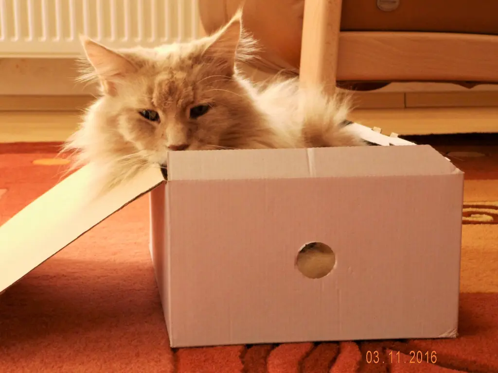 Bild von Leon