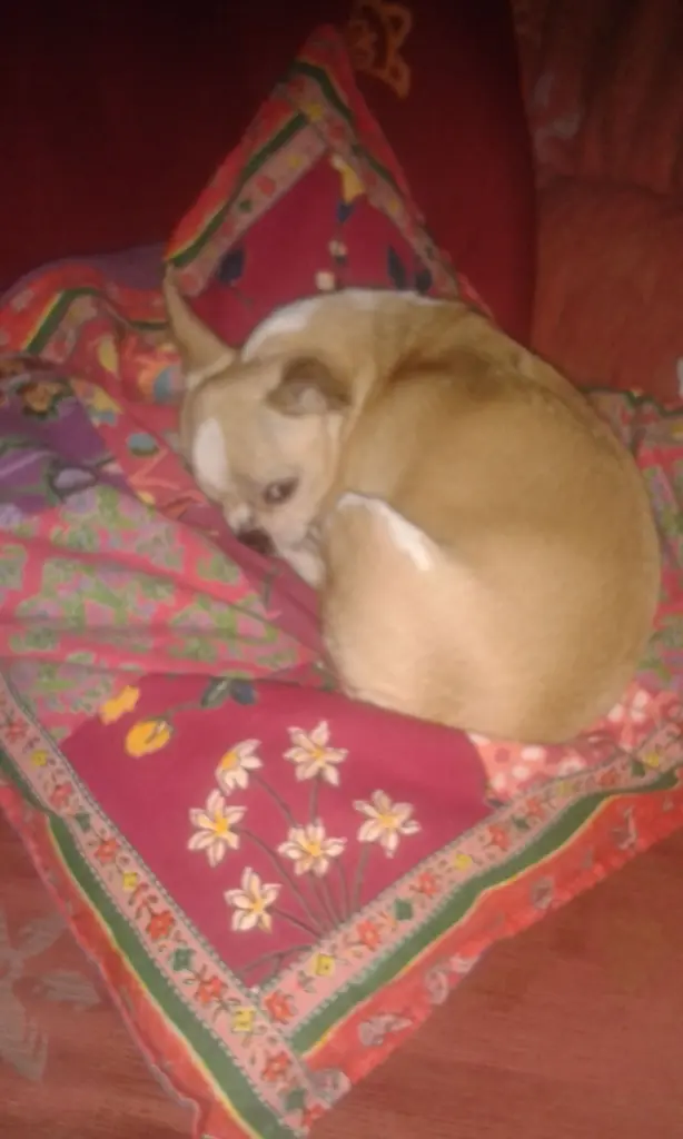 Bild von Nelia