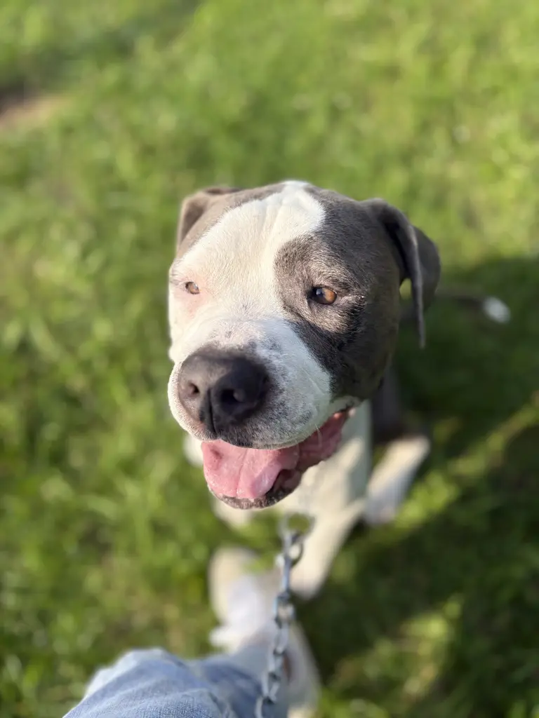 Bild von Tyson