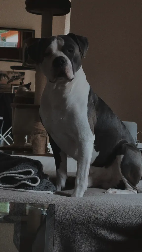 Bild von Tyson