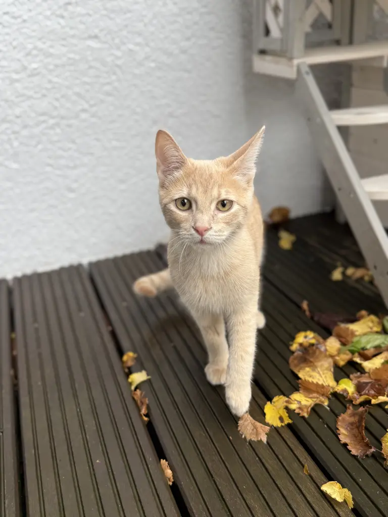 Bild von Charlie